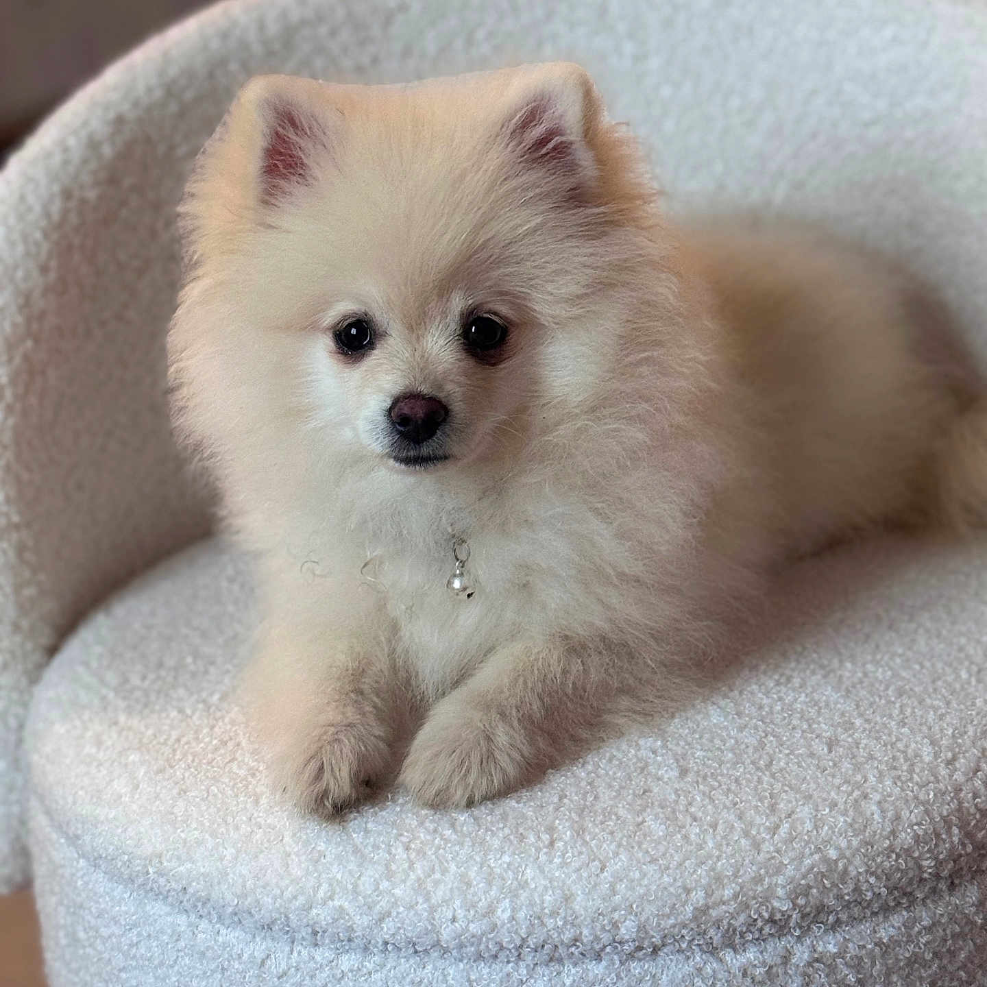 Boo a rejoint le concours — aidez-le/la à gagner de superbes lots ! puppy, dog, fluffy, cream_colored, small_dog, portrait, sitting, cute, pet, animal, fur, black_eyes, nose, ears, paws, collar, pendant, chair, indoor, soft_furniture