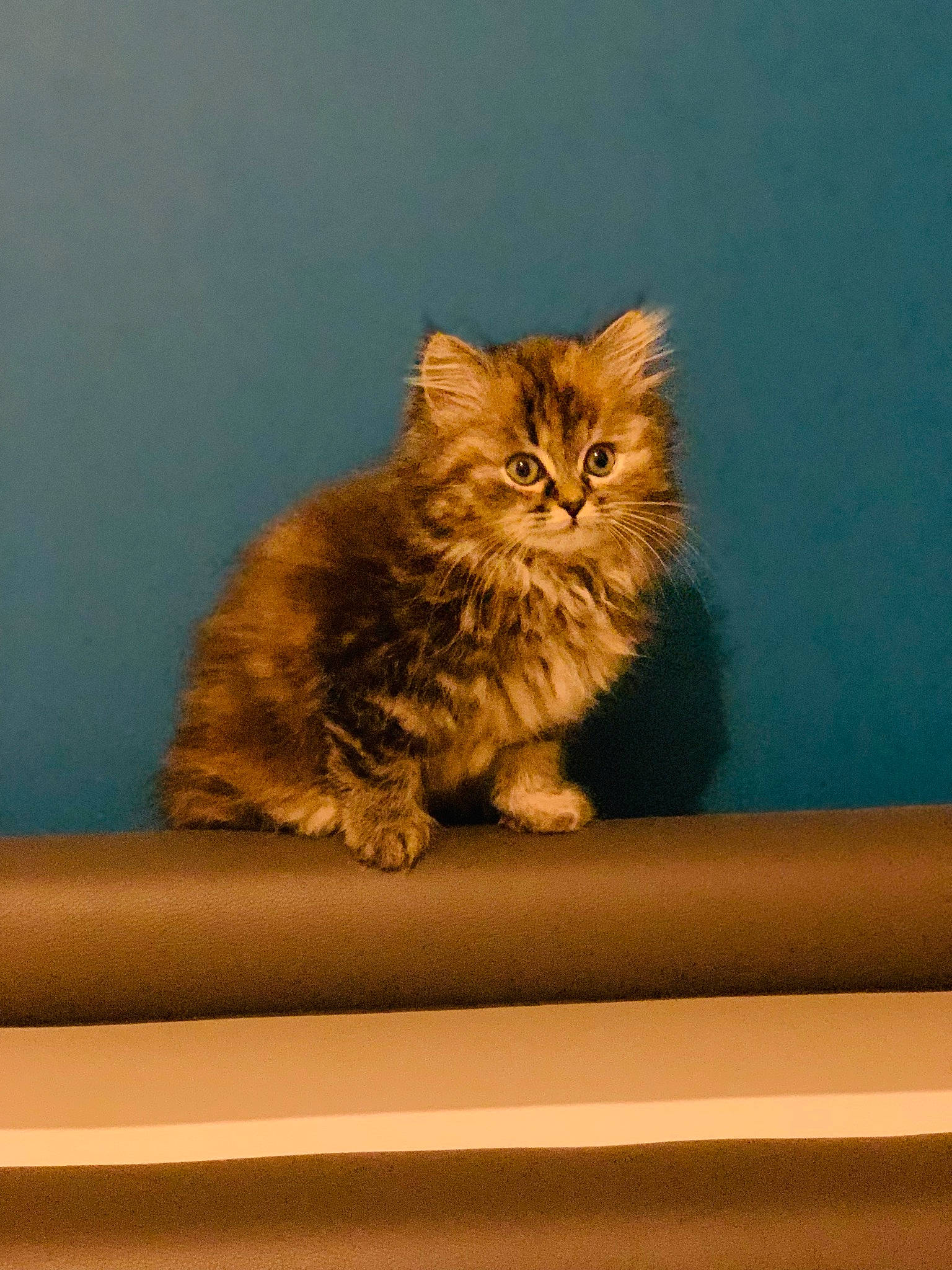 Sushi a rejoint le concours — aidez-le/la à gagner de superbes lots ! british_longhair, carnivore, cat, claw, fawn, felidae, fur, maine_coon, small_to_medium_sized_cats, snout, tail, terrestrial_animal, whiskers, window, wood