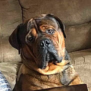 Dozer is registered to the contest to win money with this photo: dog, couch, indoor, brown, large_dog, pet, animal, wrinkles, face, fur, looking, table, seated, expression, companion, domestic, portrait, relaxed, closeup, canine