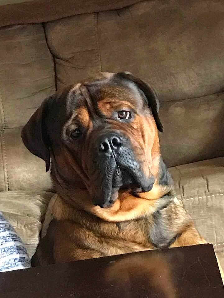 Dozer