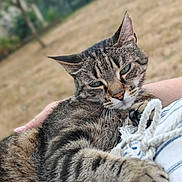 Milka participe au concours pour gagner de l'argent avec cette photo : cat, tabby, pet, animal, outdoor, person, hand, fur, closeup, relaxing, comfort, stripes, rope, holding, cuddling, nature, blurred_background, paw, eyes, portrait