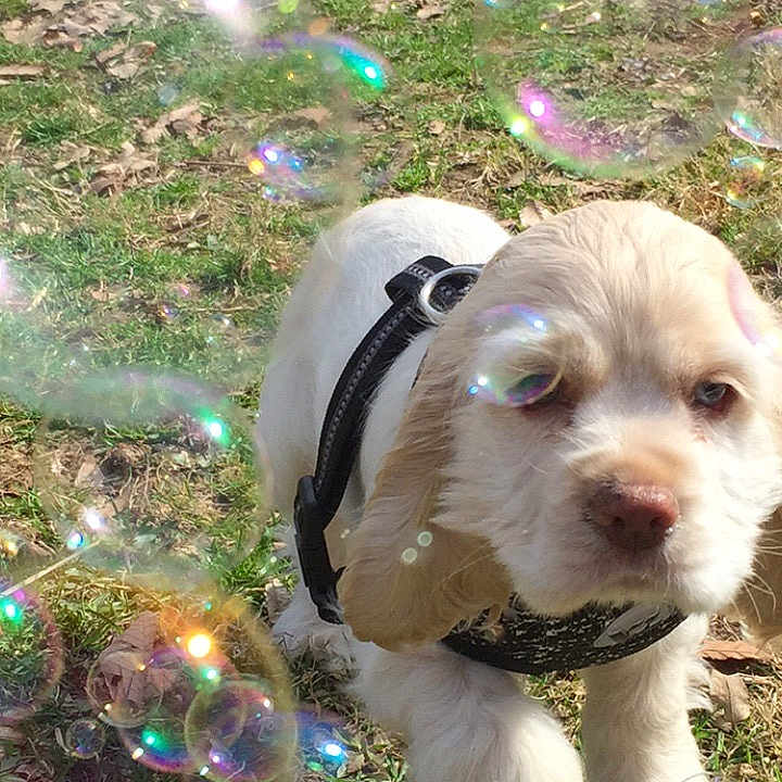 Charlie