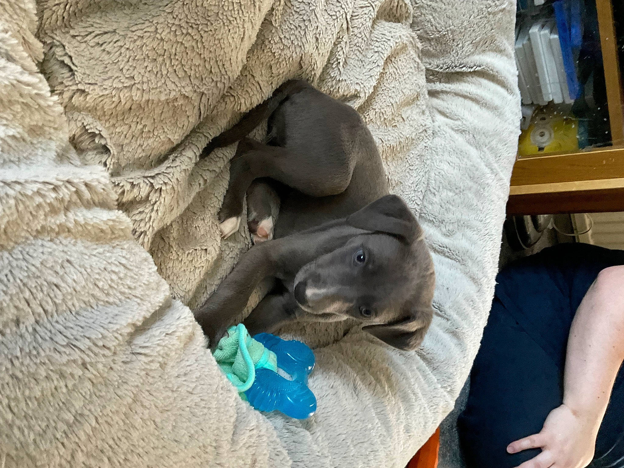 Indie joined the competition — help win amazing prizes! canidae, carnivore, comfort, companion_dog, dog, dog_breed, fawn, felidae, fur, grey, guard_dog, nap, sitting, small_to_medium_sized_cats, snout, sporting_group, terrestrial_animal, weimaraner, whiskers, working_animal