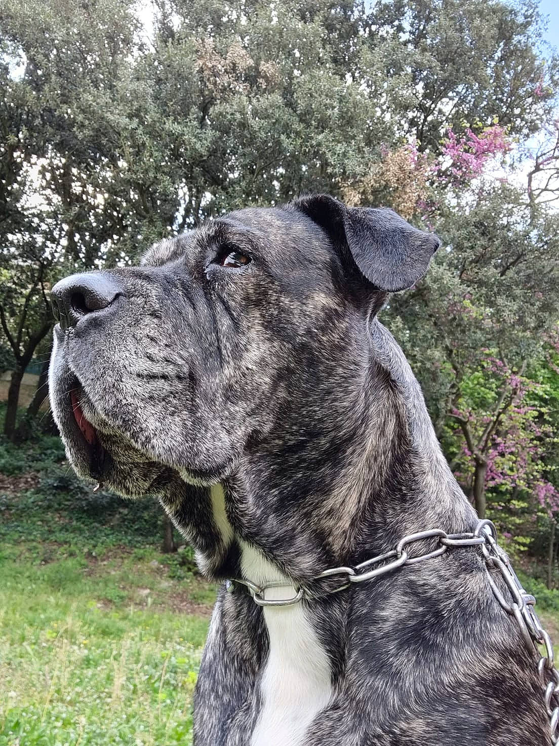 Zarya participe au concours pour gagner de l'argent avec cette photo : canidae, carnivore, collar, companion_dog, dog, dog_breed, dog_collar, fawn, fur, grass, leash, plant, snout, sporting_group, terrestrial_animal, tree, whiskers, working_animal, working_dog, wrinkle