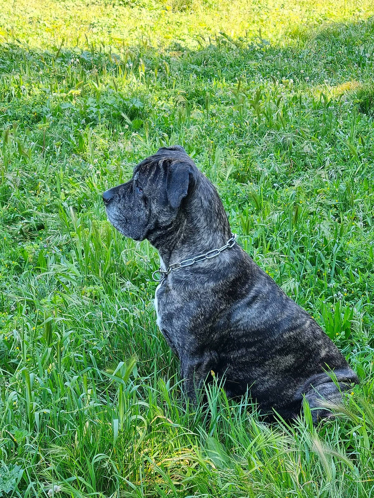 Zarya participe au concours pour gagner de l'argent avec cette photo : canidae, carnivore, companion_dog, dog, dog_breed, dog_collar, fur, grass, grassland, groundcover, gun_dog, liver, pasture, plant, retriever, snout, sporting_group, terrestrial_animal, tree, working_animal