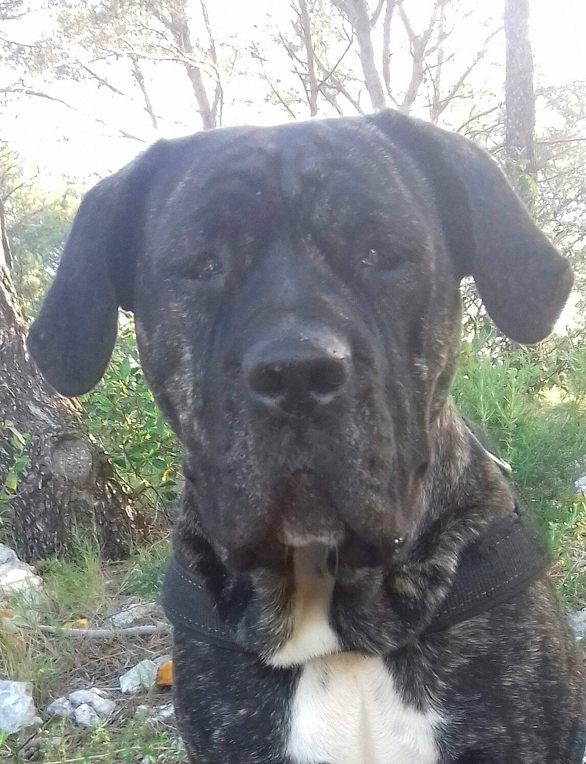 Zarya participe au concours pour gagner de l'argent avec cette photo : borador, canidae, carnivore, collar, companion_dog, dog, dog_breed, dog_collar, fawn, grass, guard_dog, gun_dog, plant, snout, sporting_group, terrestrial_animal, tree, whiskers, working_animal, working_dog