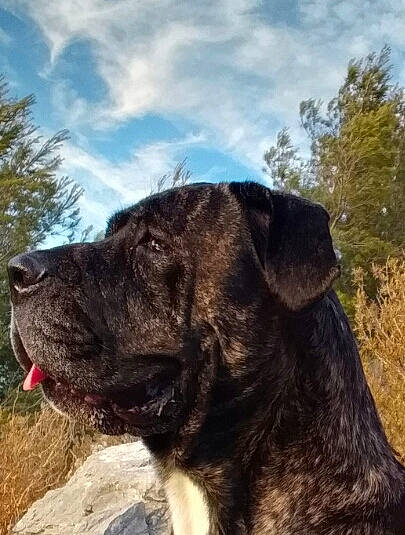 Zarya a rejoint le concours — aidez-le/la à gagner de superbes lots ! ancient_dog_breeds, canidae, carnivore, cloud, companion_dog, dog, dog_breed, fawn, giant_dog_breed, grass, guard_dog, plant, sky, snout, soil, sporting_group, tree, working_animal, working_dog, wrinkle