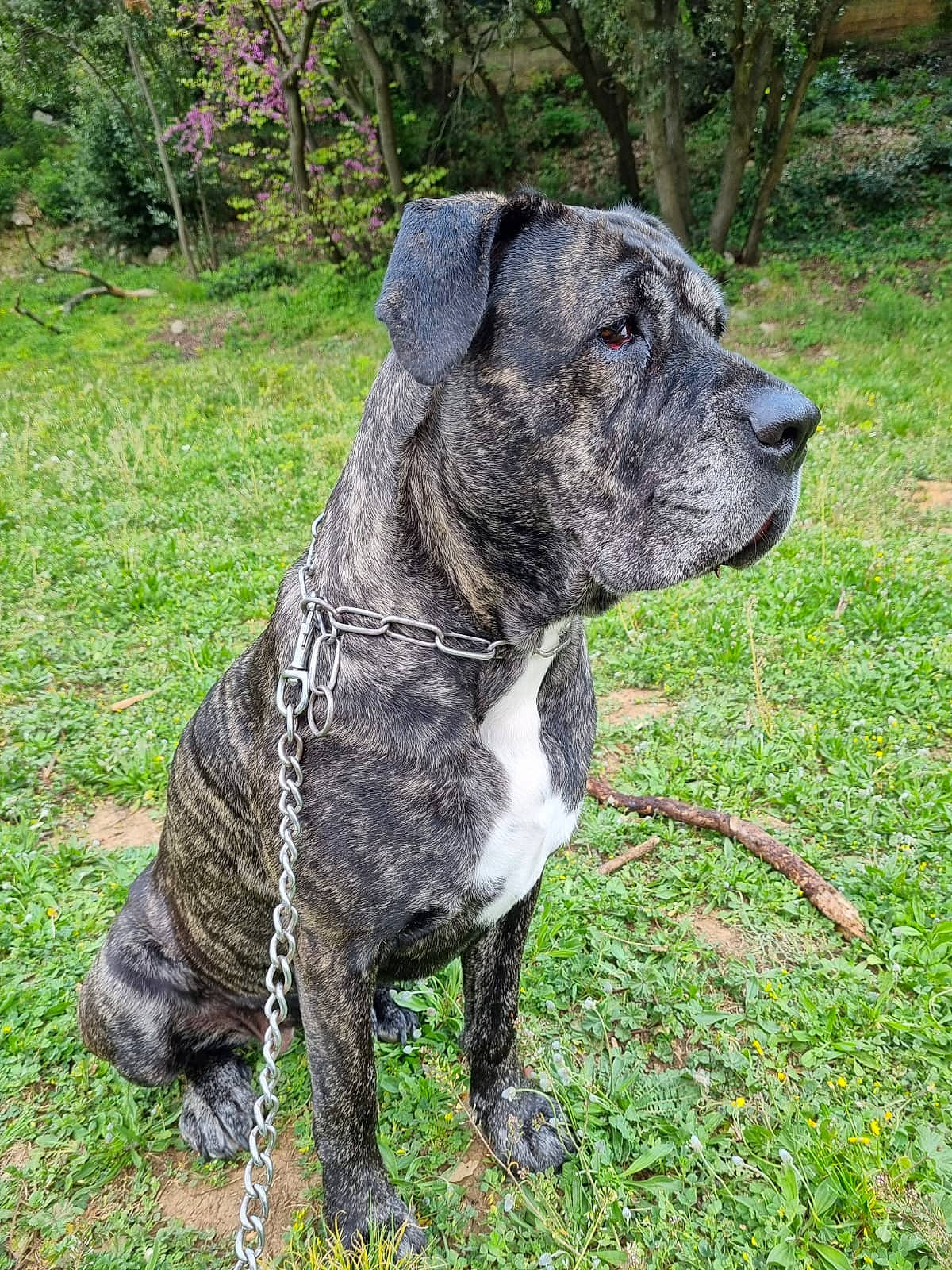 Zarya a rejoint le concours — aidez-le/la à gagner de superbes lots ! art, canidae, carnivore, collar, companion_dog, dog, dog_breed, dog_collar, fawn, grass, groundcover, molosser, plant, snout, sporting_group, tail, terrestrial_animal, whiskers, working_animal, working_dog