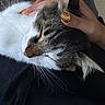 animal_care, black_clothing, cat, close_up, comfort, domestic_animal, ears, feline, golden_nail_polish, hand, human_interaction, indoor, nails, pet, relaxed, resting, soft_light, tabby_fur, whiskers, white_fur