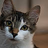Lina is registered to the contest to win money with this photo: animal, cat, close_up, curious, cute, domestic_cat, ears, face, feline, focused, fur, green_eyes, indoor, looking, pet, portrait, soft_light, tabby, whiskers, white_fur