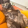 Agatha participe au concours pour gagner de l'argent avec cette photo : animal, appliance, cabinet, cat, closeup, cushion, feline, fur, green_eyes, grey_cat, human_arm, indoor, kitchen, lounge, paw, pet, relaxed, spray_bottle, tile_floor, yellow