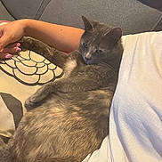 Agatha participe au concours pour gagner de l'argent avec cette photo : animal, arm, casual, cat, comfort, companion, couch, feline, fur, gray_fabric, home, indoor, nail_polish, person, pet, pillow, relaxing, resting, sofa, white_shirt