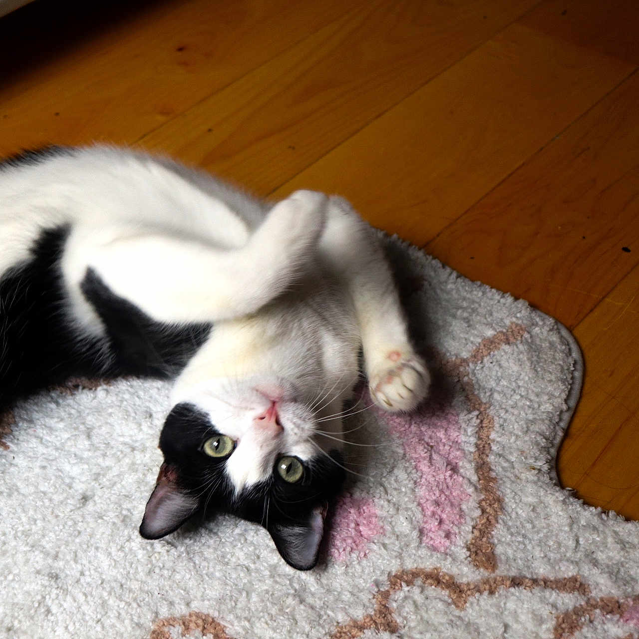 Penny joined the competition — help win amazing prizes! abyssinian, animal, architecture, blackcat, building, cat, couch, furniture, hardwood, homedecor, indoors, interiordesign, kitten, livingroom, manx, pet, plywood, siamese, stainedwood, wood