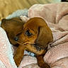 puppy, dog, brown_dog, blanket, pink_blanket, cozy, soft_texture, pet, animal, sleepy, cute, fur, ears, paw, indoors, comfort, resting, young_dog, canine, closeup