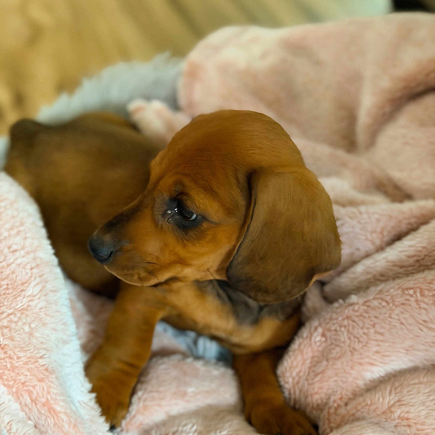 Lucia is registered to the contest to win money with this photo: puppy, dog, brown_dog, blanket, pink_blanket, cozy, soft_texture, pet, animal, sleepy, cute, fur, ears, paw, indoors, comfort, resting, young_dog, canine, closeup