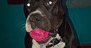 Apollo is registered to the contest to win money with this photo: animal, background, black_and_white, canine, close_up, collar, companion, dog, domestic, ears, flash, fur, furniture, indoor, mouth, nostrils, pet, toy, wall, whiskers