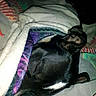 Apollo joined the competition — help win amazing prizes! animal, black_dog, blanket, closeup, colorful_blanket, comfort, covered, cozy, dark, dog, fur, indoors, nap, peaceful, pet, quiet, resting, sleeping, soft, warm
