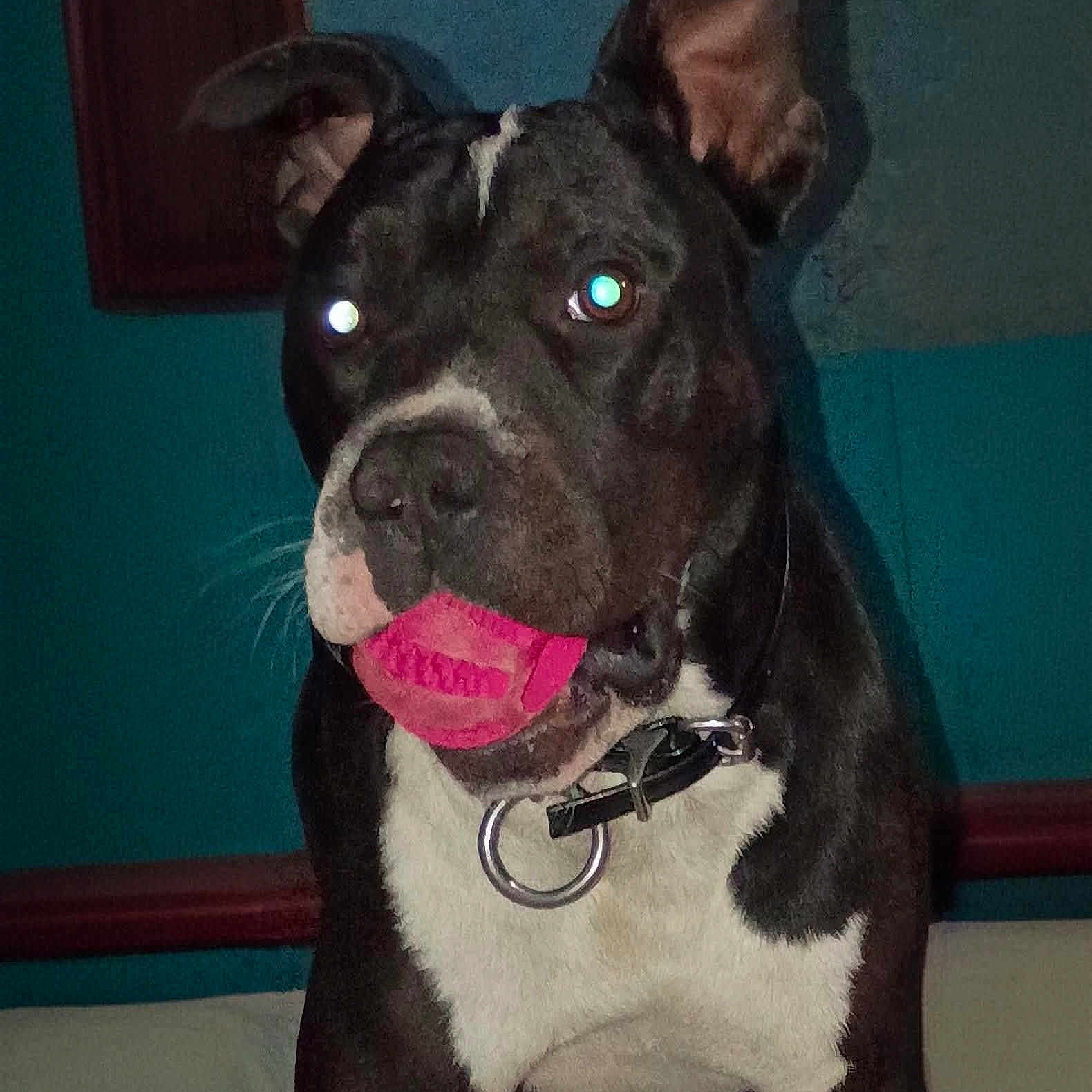 Apollo