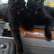 Midnight joined the competition — help win amazing prizes! animal, black_cat, car_interior, cat, close_up, collar, companions, dashboard, feline, indoor, moss, paw, pets, purple, relaxed, resting, tree, two_animals, vehicle, window