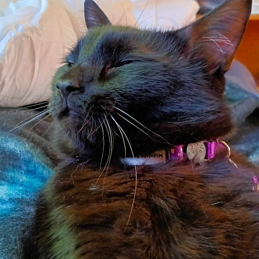 Midnight joined the competition — help win amazing prizes! animal, black_cat, blanket, cat, close_up, collar, comfort, cozy, domestic_animal, feline, fur, household, indoor, mammal, pet, relaxed, resting, sleepy, soft, whiskers