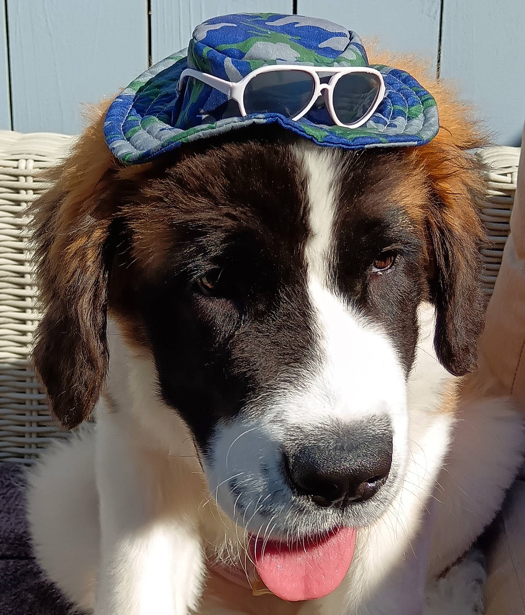 Bruno joined the competition — help win amazing prizes! baseball_cap, canidae, cap, carnivore, clock, collar, companion_dog, dog, dog_breed, eyewear, fashion_accessory, fur, glasses, goggles, hat, helmet, personal_protective_equipment, snout, sporting_group, sports_gear
