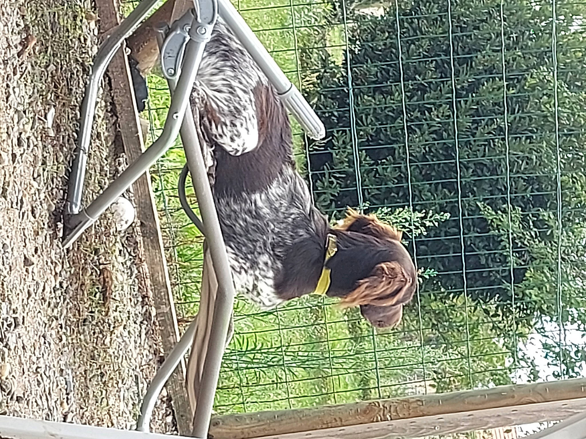 Tory a rejoint le concours — aidez-le/la à gagner de superbes lots ! art, beak, cage, grass, leisure, mesh, metal, net, organism, painting, pattern, plant, tail, tree, visual_arts, wildlife, window, wing