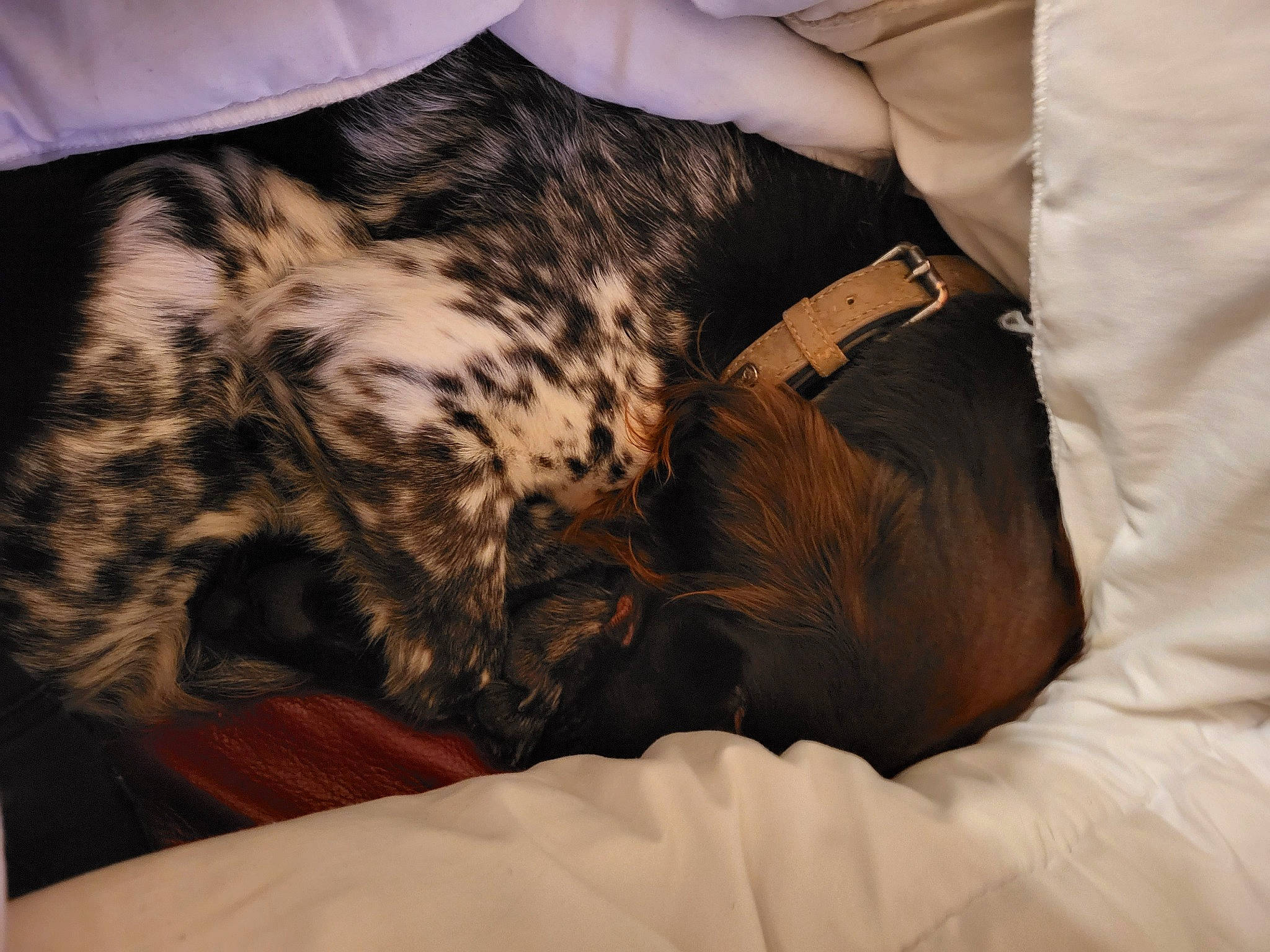 Tory participe au concours pour gagner de l'argent avec cette photo : canidae, carnivore, comfort, companion_dog, dog, dog_breed, ear, fawn, felidae, fur, liver, nap, sleep, small_to_medium_sized_cats, snout, sporting_group, terrestrial_animal, watch, whiskers, wrist