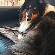 Nao a rejoint le concours — aidez-le/la à gagner de superbes lots ! carnivoran, collie, dog, dog_breed, dog_breed_group, dog_like_mammal, fur, rough_collie, scotch_collie, shetland_sheepdog, snout