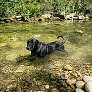 Walty participe au concours pour gagner de l'argent avec cette photo : dog, black_dog, water, river, rocks, stream, nature, outdoor, sunlight, greenery, shallow_water, pet, animal, summer, daylight, wet, harness, recreation, landscape, peaceful