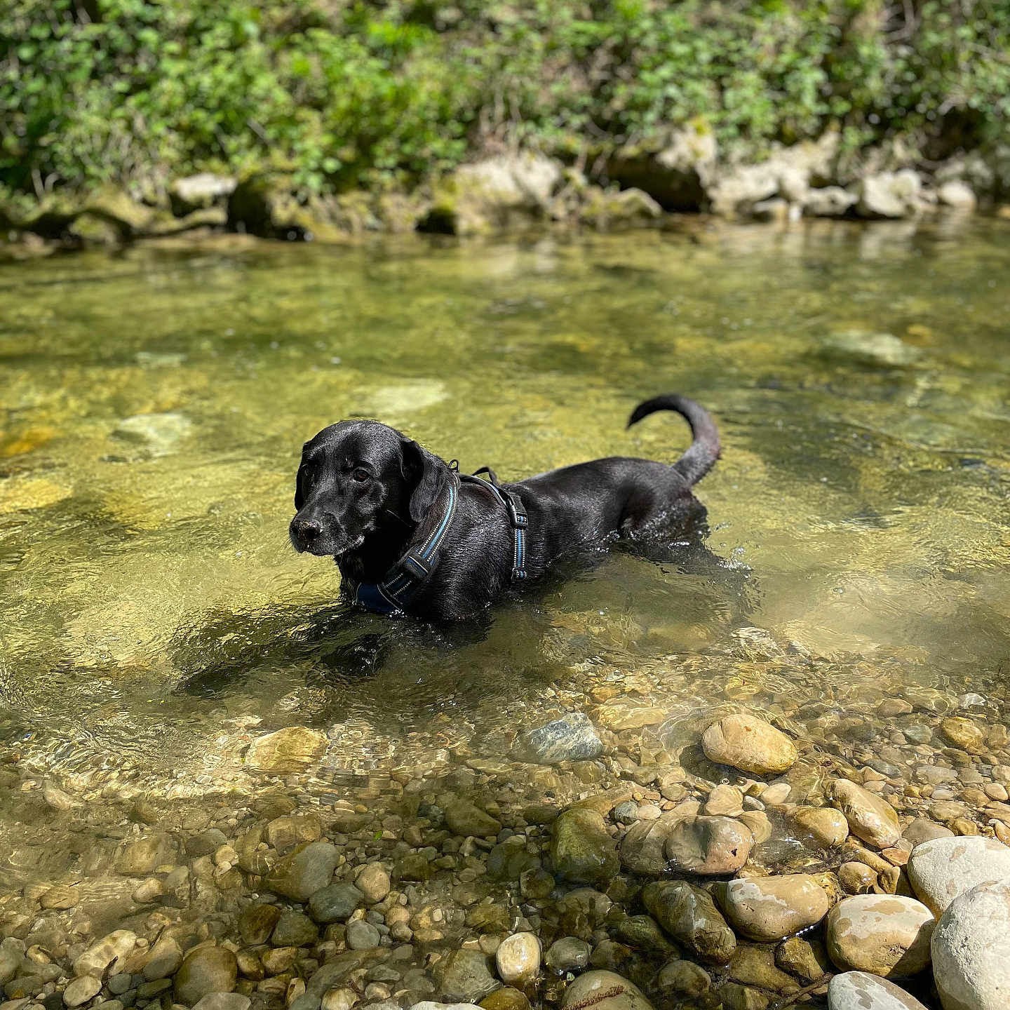 Walty participe au concours pour gagner de l'argent avec cette photo : dog, black_dog, water, river, rocks, stream, nature, outdoor, sunlight, greenery, shallow_water, pet, animal, summer, daylight, wet, harness, recreation, landscape, peaceful