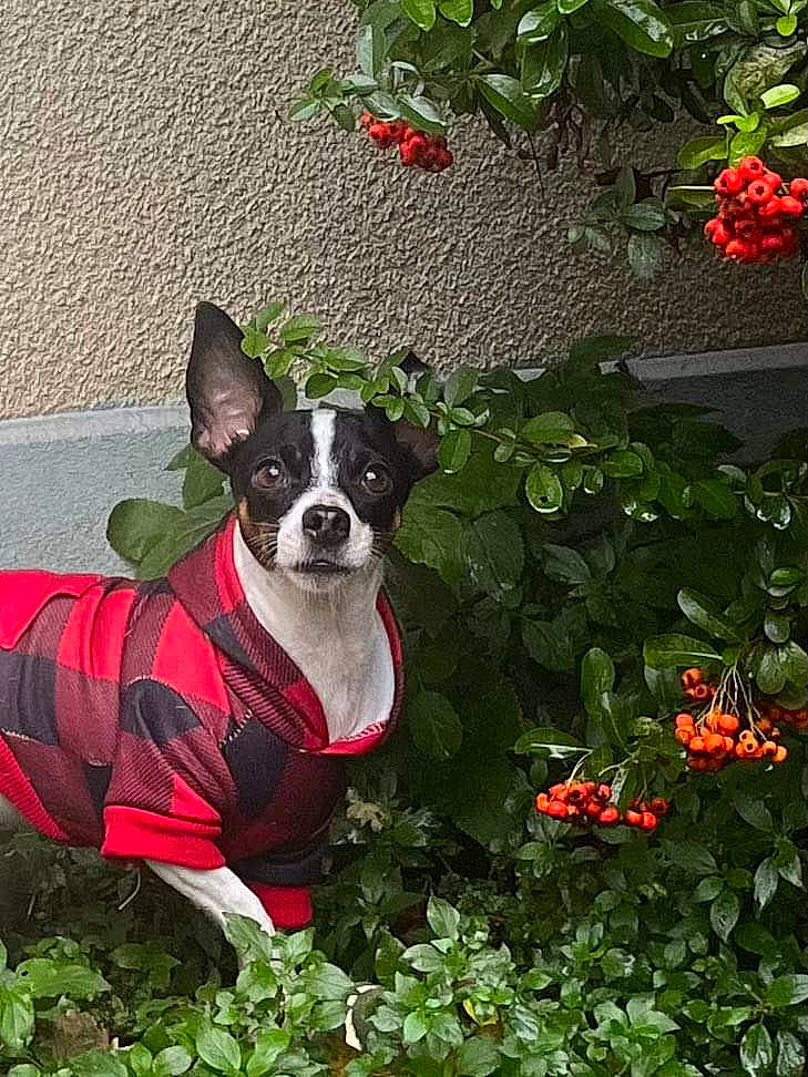 Akita a rejoint le concours — aidez-le/la à gagner de superbes lots ! boston_terrier, canidae, carmine, carnivore, companion_dog, dog, dog_breed, dog_collar, dog_supply, fawn, flower, grass, green, groundcover, leaf, plant, snout, sporting_group, tail, working_animal