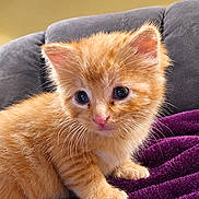 Butters is registered to the contest to win money with this photo: kitten, cat, orange_cat, ginger, furry, fluffy, animal, pet, portrait, closeup, sitting, eyes, whiskers, ears, paws, blanket, purple_blanket, couch, indoors, cute