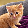 kitten, cat, orange_cat, ginger, furry, fluffy, animal, pet, portrait, closeup, sitting, eyes, whiskers, ears, paws, blanket, purple_blanket, couch, indoors, cute