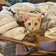 Kwazii joined the competition — help win amazing prizes! baby_bassinet, backpack, blanket, cat, close_up, couch, cozy, ears, eyes, furniture, indoor, kitten, orange_tabby, pet, plush_blanket, portrait, resting, stroller, toy_stroller, whiskers