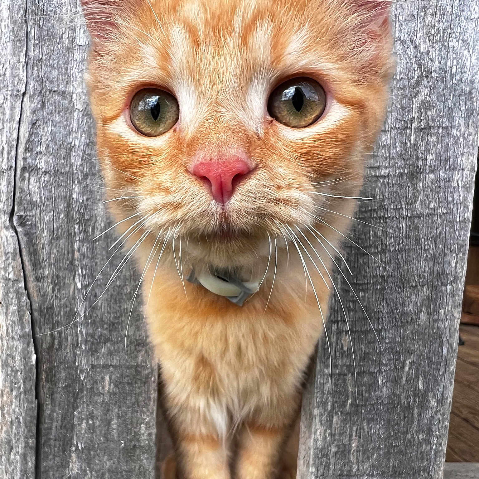 Simba