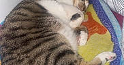 Moumou participe au concours pour gagner de l'argent avec cette photo : blanket, cat, colorful, cozy, cushion, feline, fur, gaming_controller, home, indoor, nap, paw, pet, relaxation, resting, sleeping, soft, striped_pillow, tabby, whiskers