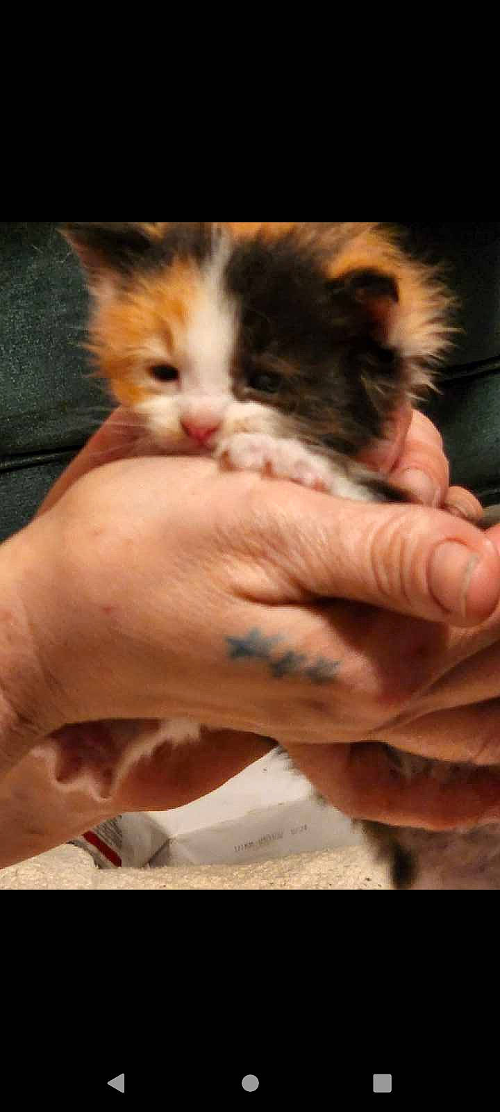 Lola is registered to the contest to win money with this photo: carnivore, cat, child, claw, close_up, comfort, domestic_short_haired_cat, fawn, felidae, finger, foot, fur, gesture, nail, paw, small_to_medium_sized_cats, snout, thumb, whiskers, wrist