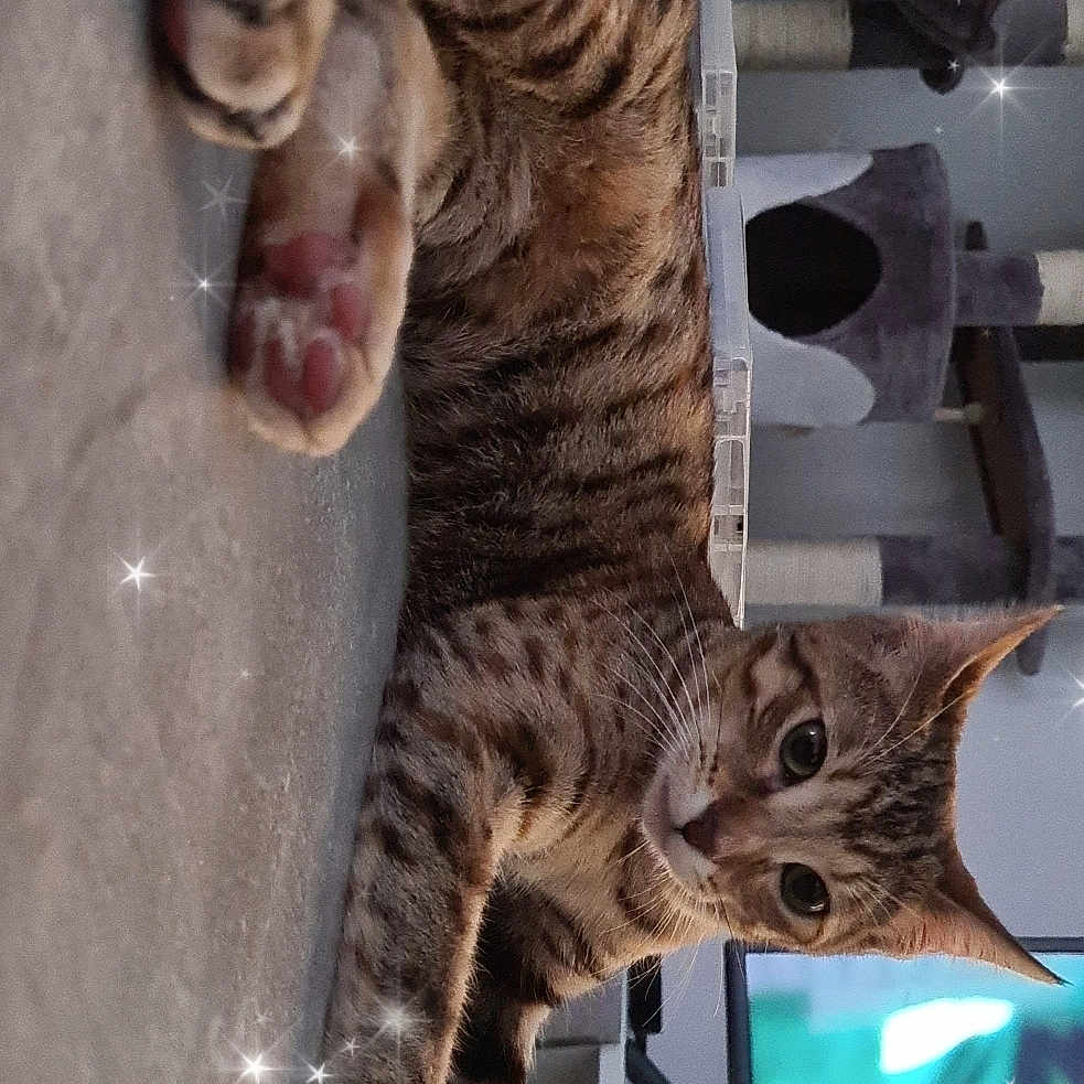 Finka a rejoint le concours — aidez-le/la à gagner de superbes lots ! abyssinian, alloywheel, animal, car, carwheel, cat, chair, couch, egyptiancat, electronics, furniture, hardware, indoors, kitten, machine, manx, ocelot, person, pet, sleeping