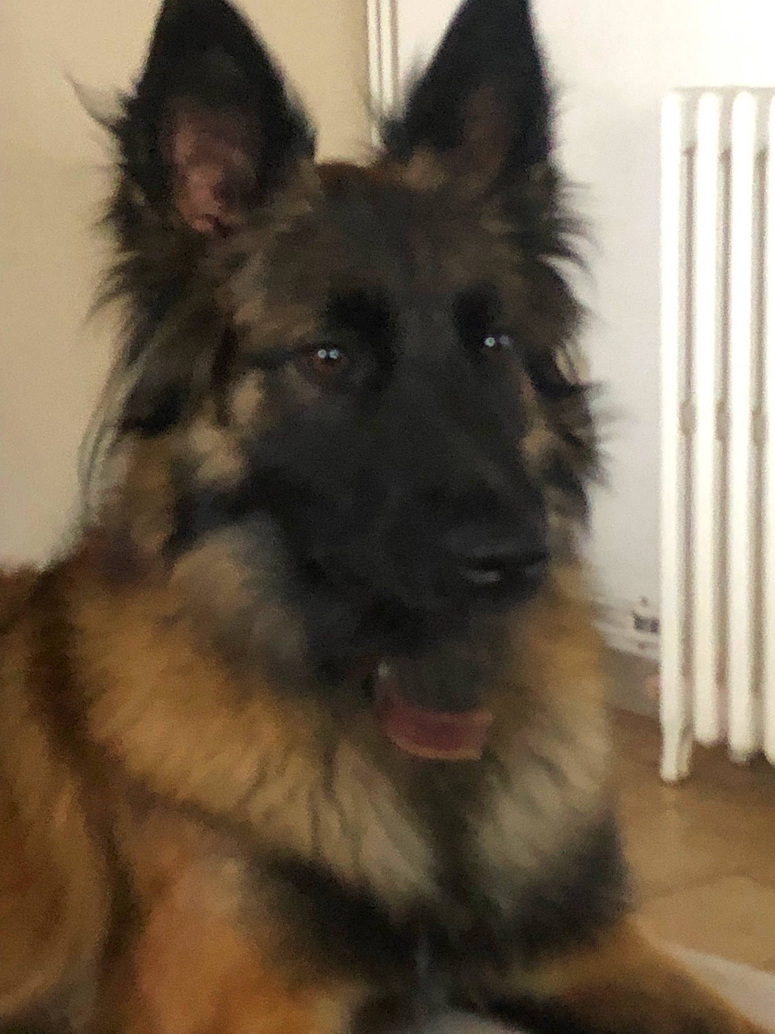 Saïka participe au concours pour gagner de l'argent avec cette photo : bohemian_shepherd, canidae, carnivore, companion_dog, dog, dog_breed, dog_supply, east_european_shepherd, fur, german_shepherd_dog, giant_dog_breed, herding_dog, king_shepherd, old_german_shepherd_dog, snout, sporting_group, terrestrial_animal, tervuren, working_animal, working_dog