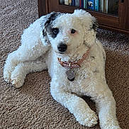 Lilly joined the competition — help win amazing prizes! dog, white_dog, black_patch, curly_fur, collar, tags, carpet, wooden_cabinet, books, book_spines, indoor, pet, relaxed, lying_down, curious, close_up, animal, furniture, home, cozy