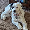 dog, white_dog, black_patch, curly_fur, collar, tags, carpet, wooden_cabinet, books, book_spines, indoor, pet, relaxed, lying_down, curious, close_up, animal, furniture, home, cozy