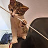 kitten, cat, indoor, chair, playful, paw, bite, furniture, backpack, room, wall, floor, curious, pet, animal, young_cat, domestic_cat, white, brown, black