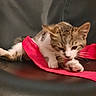 kitten, cat, paw, licking, grooming, black_leather, chair, red_cloth, fur, pet, animal, cute, small, young, indoor, relaxing, whiskers, tabby, striped, feline