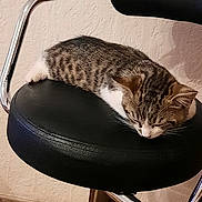 Chypo a rejoint le concours — aidez-le/la à gagner de superbes lots ! cat, kitten, sleeping, chair, black_cushion, tabby, fur, indoor, pet, resting, cute, animal, whiskers, paw, relaxation, feline, domestic, texture, metal_frame, floor