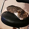cat, kitten, sleeping, chair, black_cushion, tabby, fur, indoor, pet, resting, cute, animal, whiskers, paw, relaxation, feline, domestic, texture, metal_frame, floor
