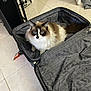 Lexi is registered to the contest to win money with this photo: cat, fluffy, suitcase, indoor, tile_floor, pet, animal, curious, feline, relaxed, home, open_suitcase, brown_and_white, long_hair, domestic_cat, eyes, ears, tail, floor, furniture