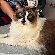 Lexi is registered to the contest to win money with this photo: cat, fluffy, blue_eyes, tongue_out, indoor, couch, person_arm, relaxed, white_fur, brown_fur, pet, animal, closeup, cute, feline, resting, domestic_cat, face_markings, soft, cozy