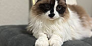 Lexi joined the competition — help win amazing prizes! cat, fluffy, animal, pet, fur, white, brown, black, cushion, indoor, relaxed, portrait, closeup, whiskers, feline, soft, resting, cute, domestic, laying