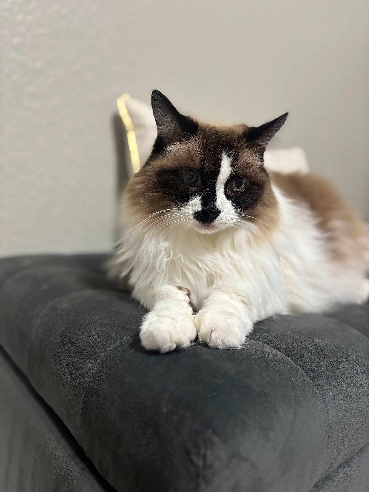 Lexi joined the competition — help win amazing prizes! cat, fluffy, animal, pet, fur, white, brown, black, cushion, indoor, relaxed, portrait, closeup, whiskers, feline, soft, resting, cute, domestic, laying