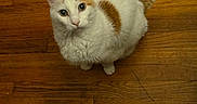 Samson is registered to the contest to win money with this photo: cat, white_cat, orange_spots, wooden_floor, pet, curious, indoor, animal, feline, looking_up, fluffy_tail, domestic_cat, cute, whiskers, ears, flooring, home, sitting, attention, cozy